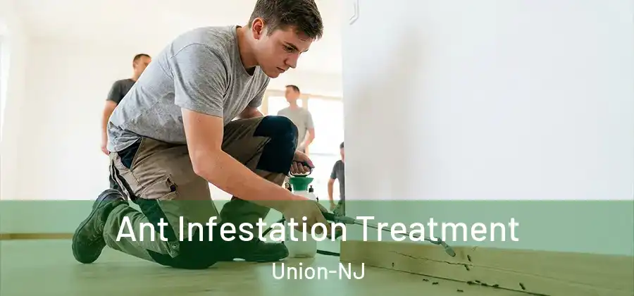 Ant Infestation Treatment Union-NJ