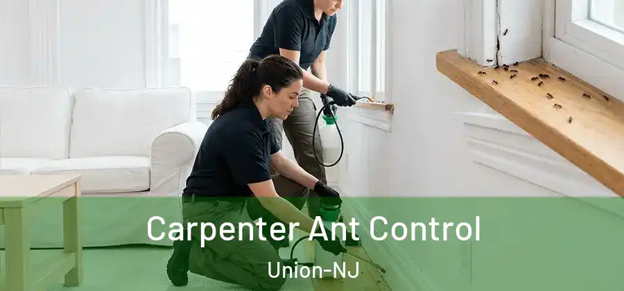 Carpenter Ant Control Union-NJ
