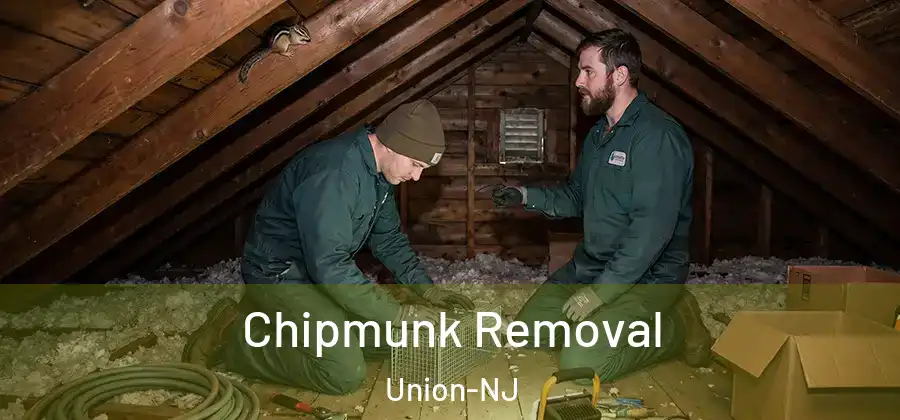 Chipmunk Removal Union-NJ