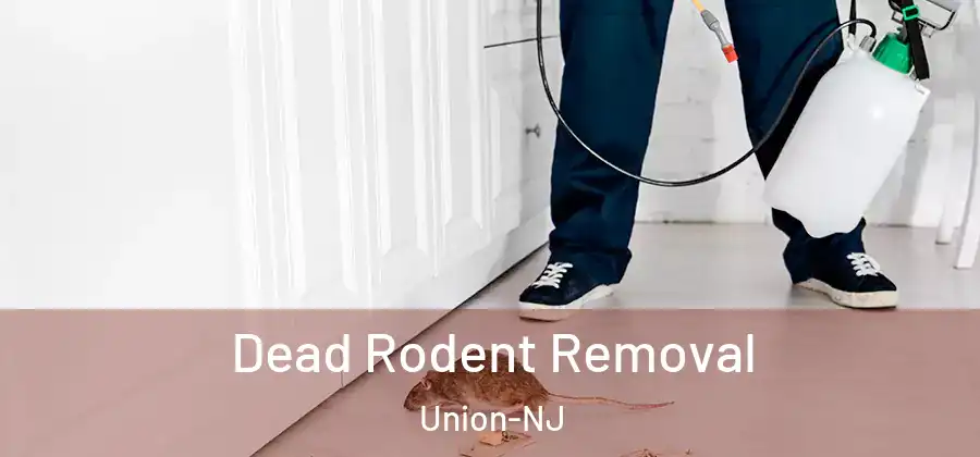 Dead Rodent Removal Union-NJ