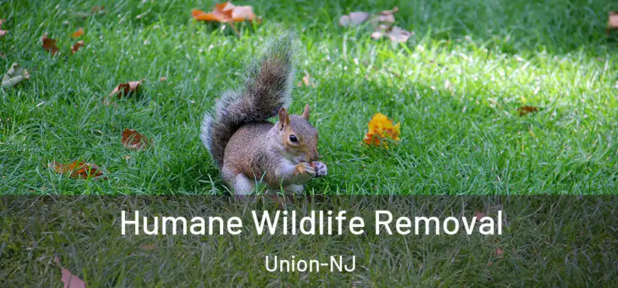 Humane Wildlife Removal Union-NJ