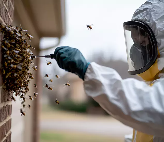 Your Bee Removal Company in Union, NJ