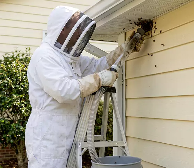 Your Affordable Bee Removal Company in Union, NJ