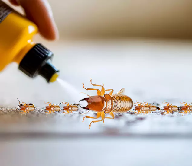 Reliable Bora Care Termite Experts in Union, NJ