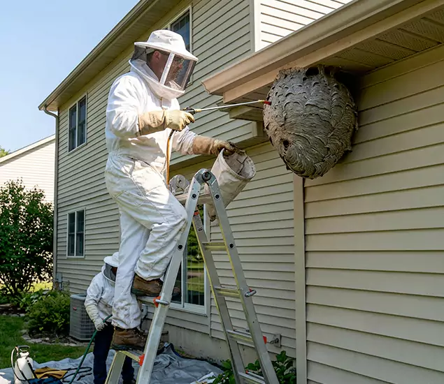 Expert Wasp Nest Removal: Your Local Wasp Nest Removal Company in Union, NJ