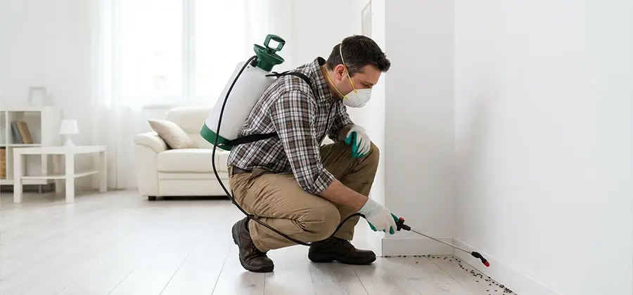 Seasonal Ant Infestation Control in Union
