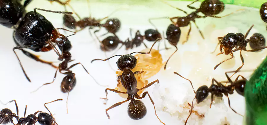 Argentine Ant Barrier Treatment in Union