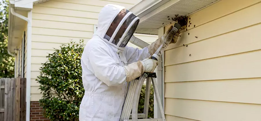 Ground Bee Removal in Union