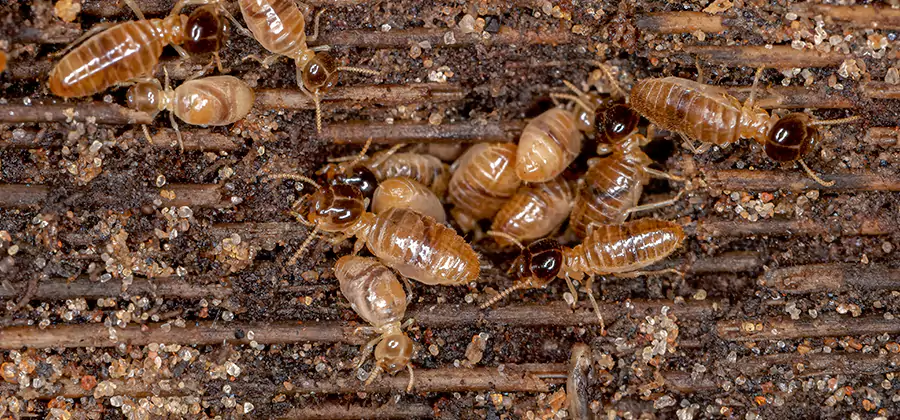 Bora Care Residential Termite Control in Union