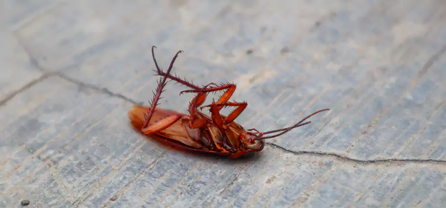 Cockroach Eradication for Commercial Properties in Union