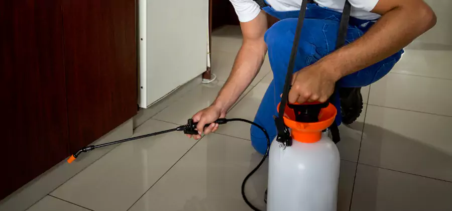 Palmetto Bug Exterminator in Union