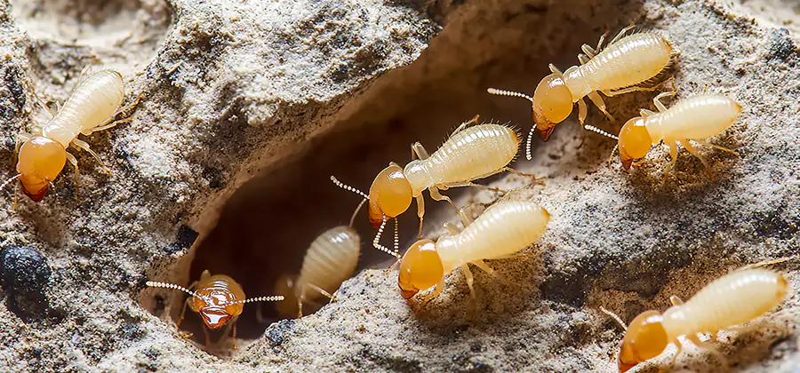 Termite Exterminator Services in Union
