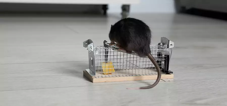 Mice in Attic Removal Union
