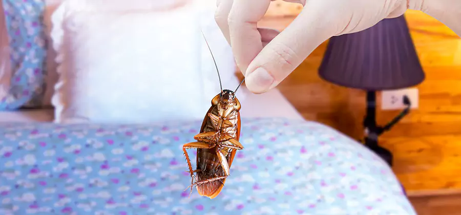 Fast Roach Elimination in Union