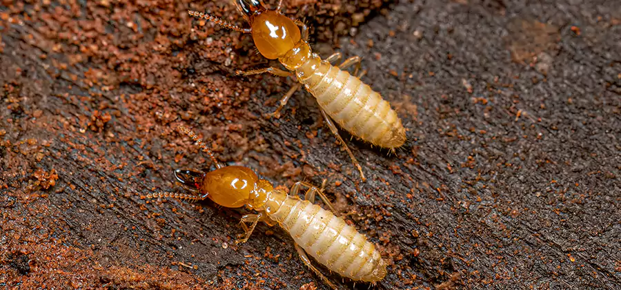 Structural Heat Termite Treatment in Union