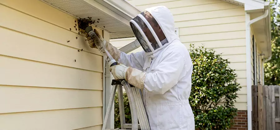 Wasp Nest in Wall Removal in Union