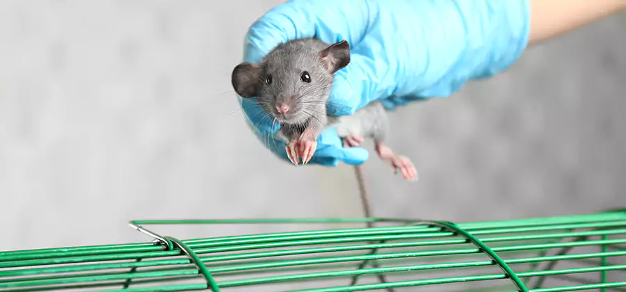 Humane Rat Trapping in Union
