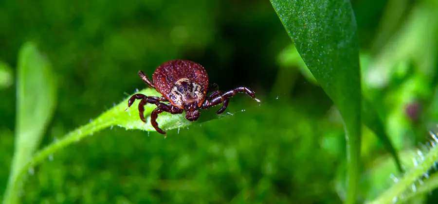Tick Prevention for Yard in Union