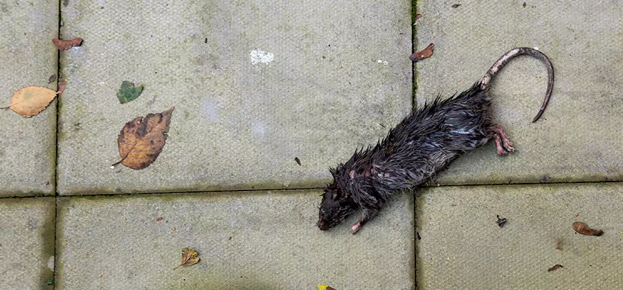Mice in the Attic Removal in Union