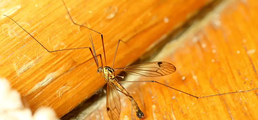 Exterior Mosquito Control in Union