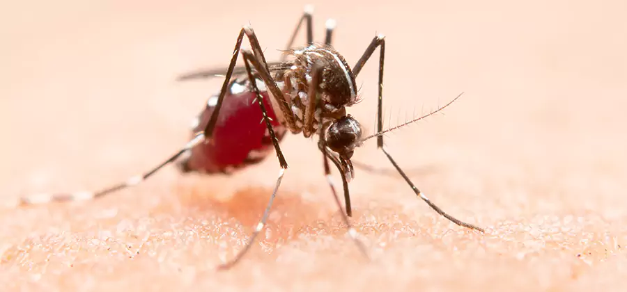 Indoor Mosquito Killer and Interior Control in Union