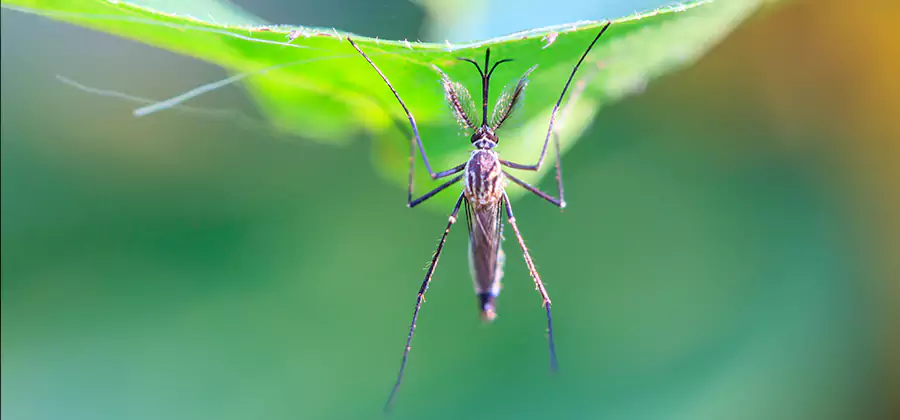 Pest and Mosquito Control for Yard and Patio in Union