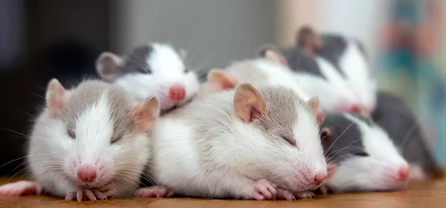 Union Pet Safe Mice Control