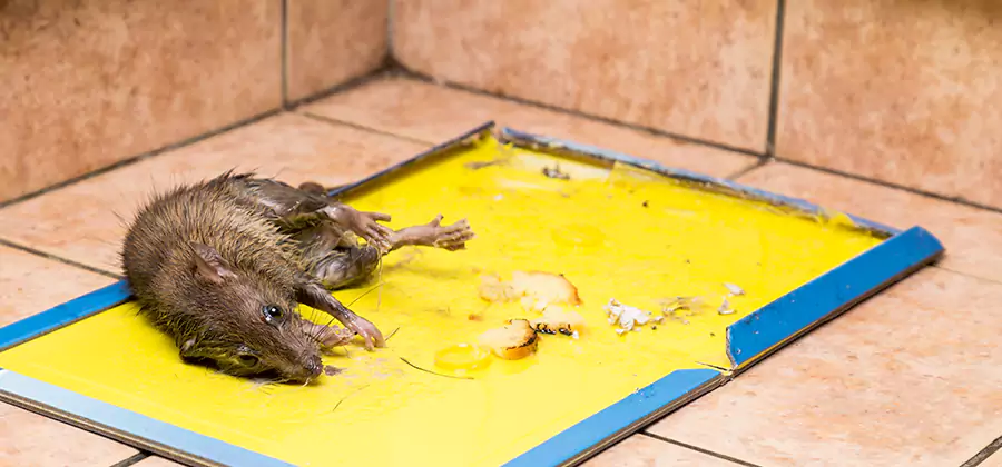 Mouse and Rat Control in Union