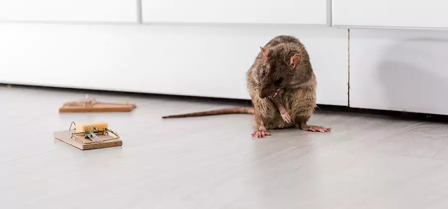 Rat Baiting Removal Service in Union