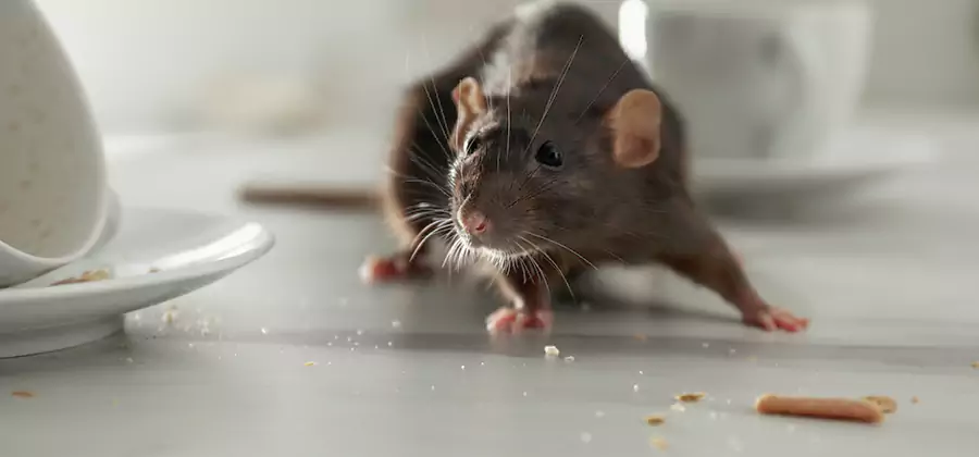 Attic Rat Exclusion Service in Union