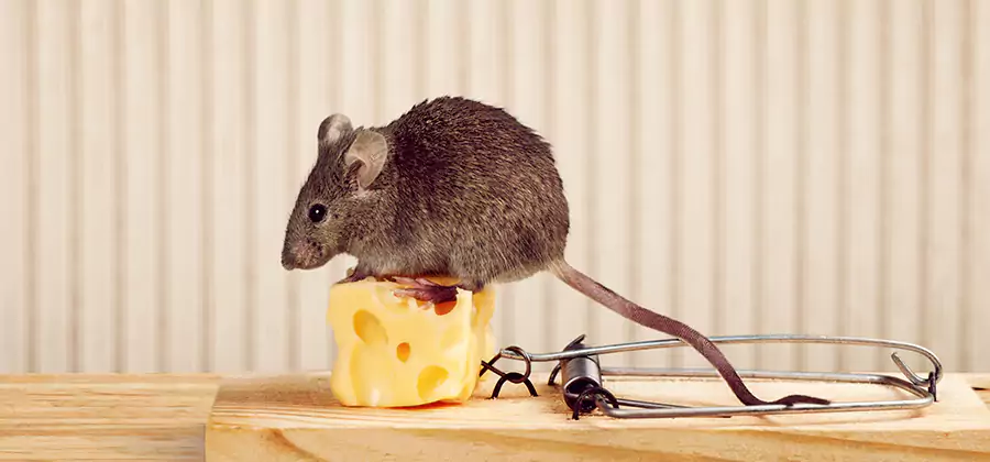 Commercial Rodent Exclusion Services in Union
