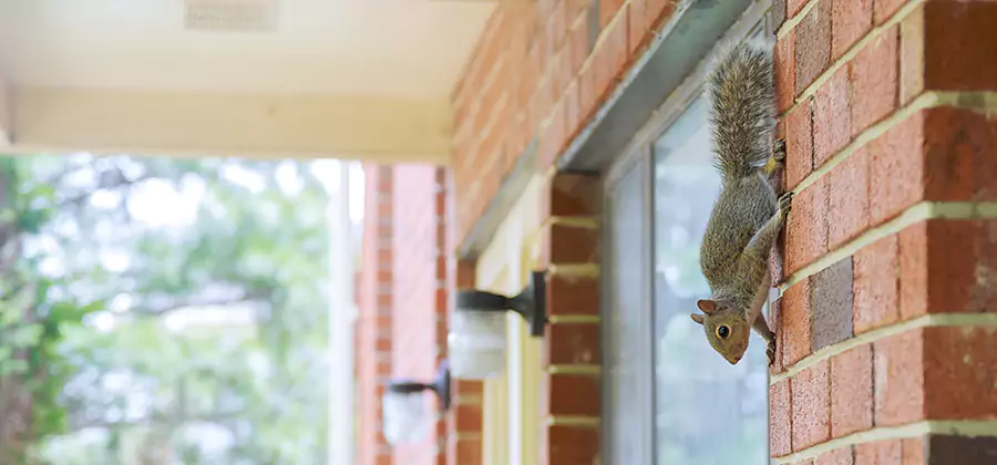 Squirrel Inside Walls Removal in Union