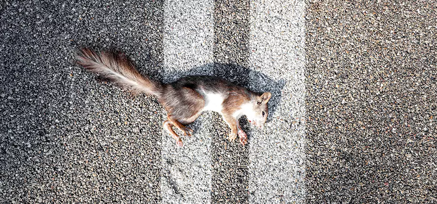 Dead Squirrel Removal in Union