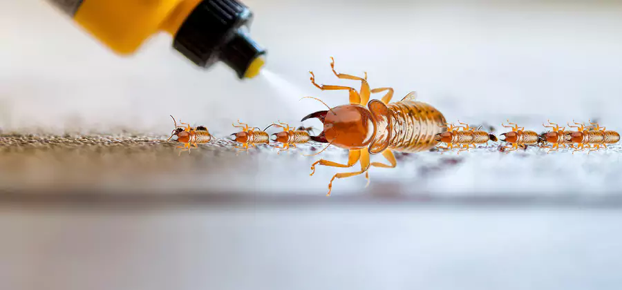 Foundation Termite Spraying Control in Union