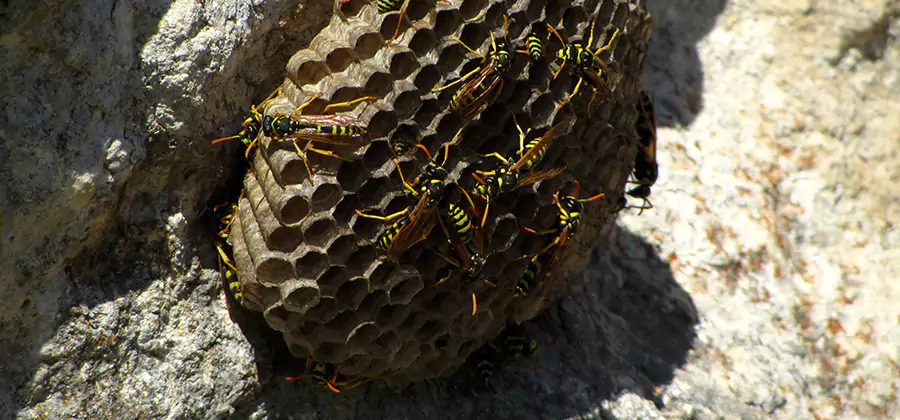 Wasp Nest in Tree Removal Union
