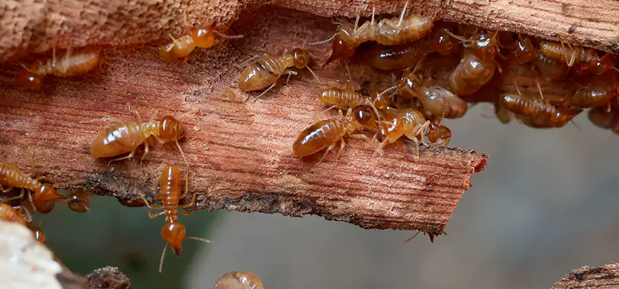Wood Preservation Termite Treatment in Union