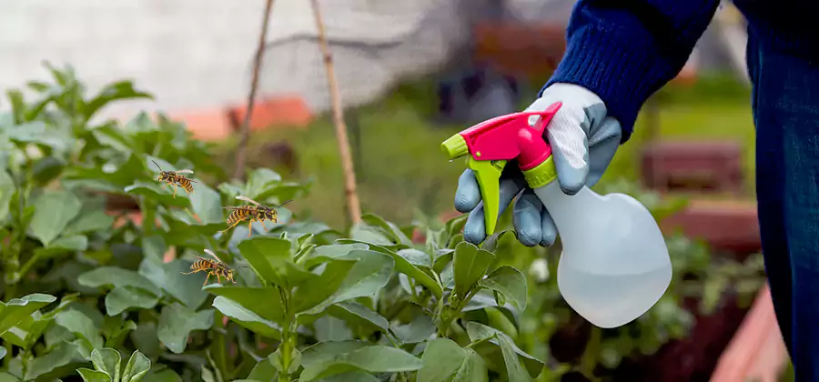 Yellow Jacket Pest Removal for Commercial Properties in Union