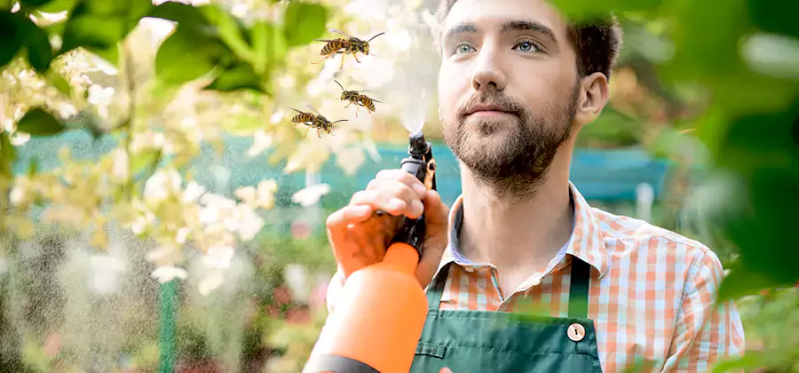 Yellow Jacket Wasp Removal in Union