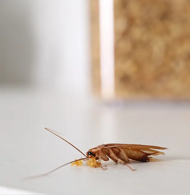 Why Union Pest Control Pro Stands Out in Union, NJ?