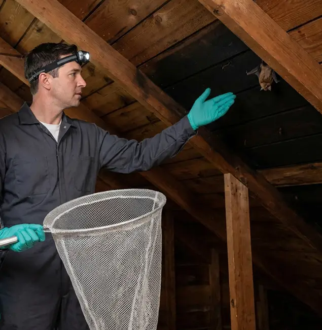 Why Union Pest Control Pro Is the Right Choice in Union, NJ?