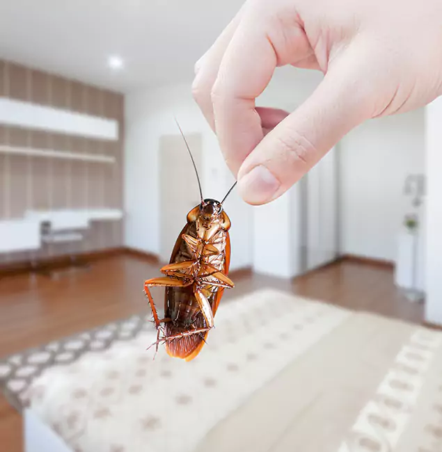 Why Union Pest Control Pro Stand Out for Bed Bug Fumigation in Union, NJ?