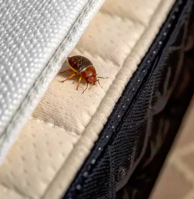 Why Choose Union Pest Control Pro for Bed Bug Treatment at Home in Union, NJ?