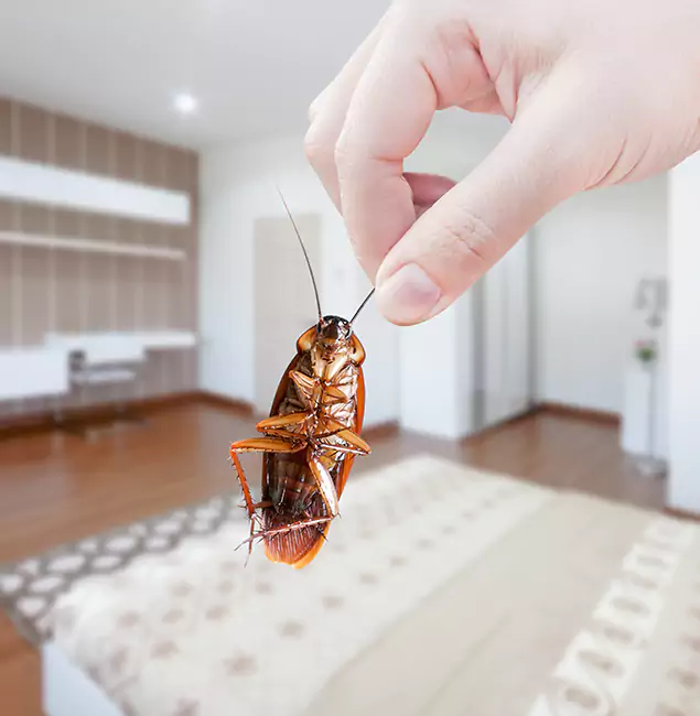 Why Union Pest Control Pro Stand Out For Bed Bug Inspection in Union, NJ?
