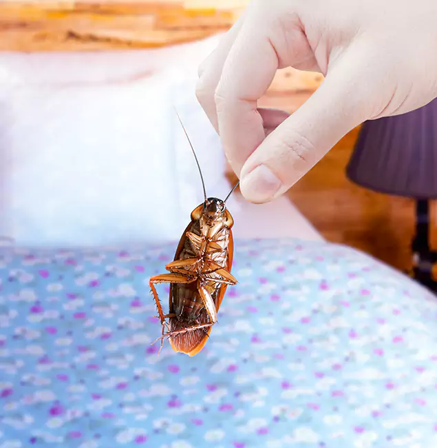 Why Choose Union Pest Control Pro for Bed Bug Treatment in Union, NJ?