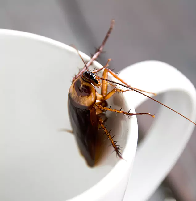 Why Union, NJ Residents Trust Union Pest Control Pro for Cockroach Fumigation?