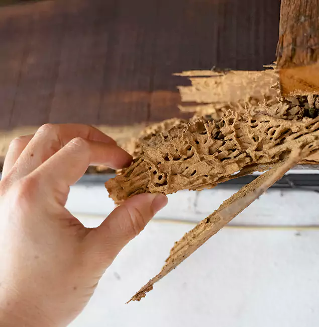 Why Choose Union Pest Control Pro in Union, NJ?