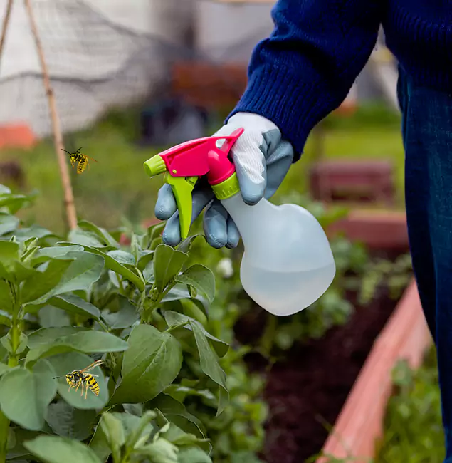 Why Union Homeowners Choose Union Pest Control Pro for Honey Bee Removal?