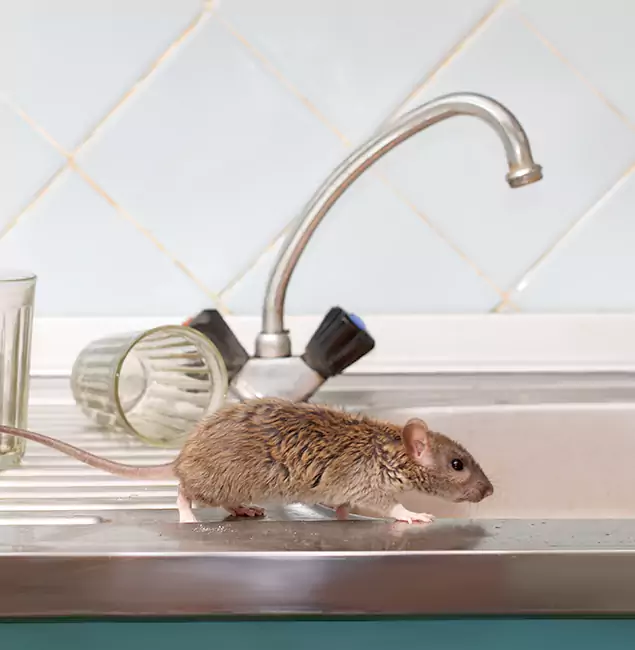 Why Union, NJ Trusts Union Pest Control Pro for Humane Rodent Control?