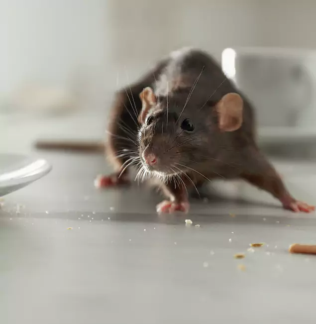 Why Union Homeowners Choose Union Pest Control Pro for Mice Control?