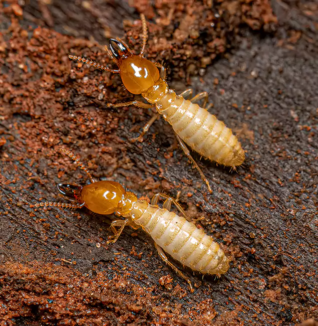 Why Choose Union Pest Control Pro for Termite Treatment Without Tenting in Union, NJ?